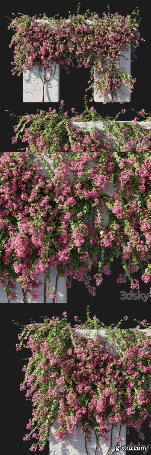 Bougainvillea 02