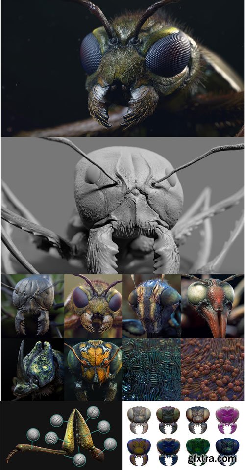 Zbrushguides - Insect Detailing Brushes for ZBrush