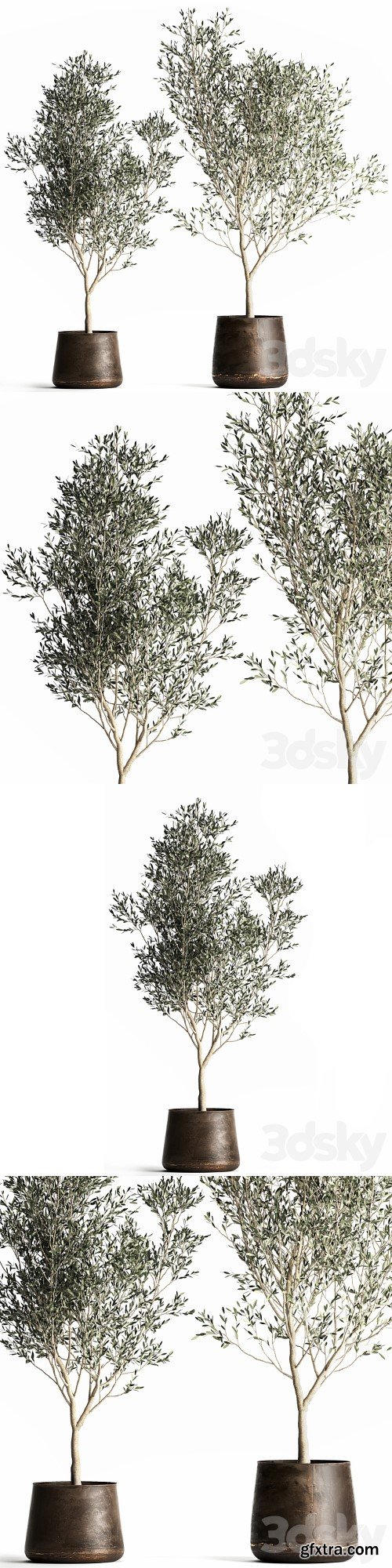 3dsky Pro - A collection of small Olive trees in a rusty metal pot and flowerpot. Set 968.