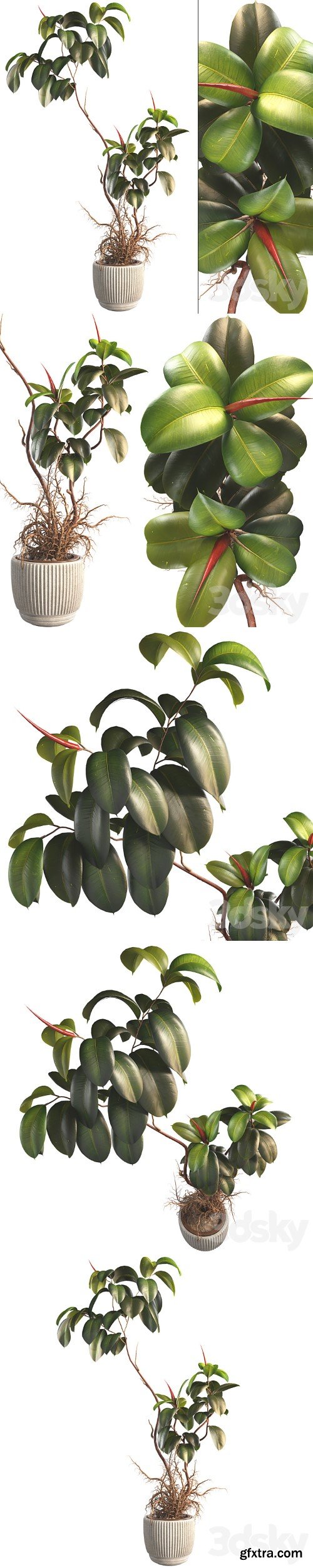 3dsky Pro - Bonsai Jungle Ficus Elastica Rubber Tree 339