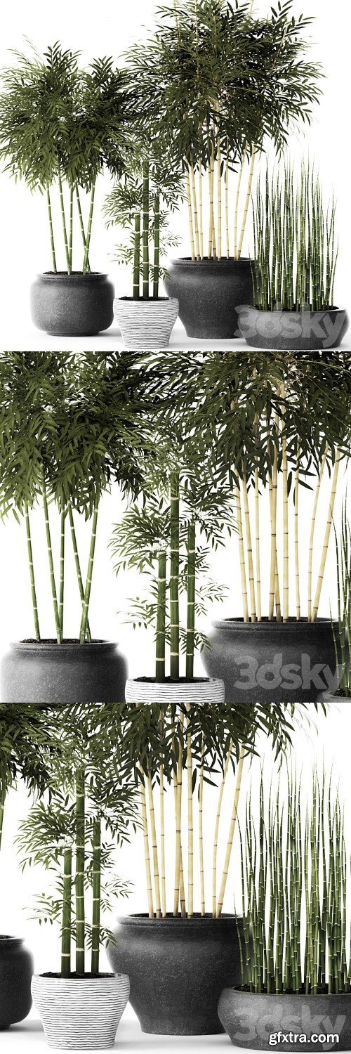 Bamboo and Equisetum, flower, pot, bamboo bush, thickets, bamboo, pot, flowerpot, outdoor, horsetail Bamboo and Equisetum, flower, pot, bamboo bush, thickets, bamboo, pot, flowerpot, outdoor, horsetail