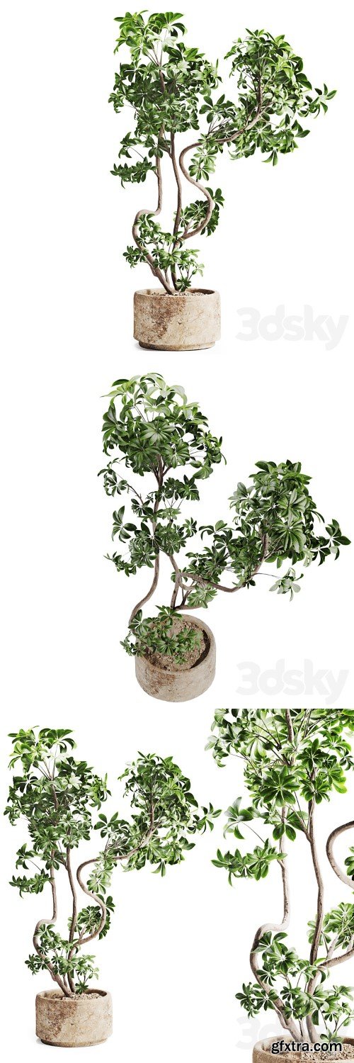 3dsky Pro - schefflera plant in Stone Pot
