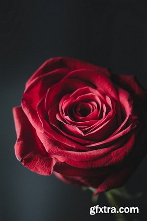 STOCXTRA - Valentine's Day Backgrounds for Mobile Phones 66xJPG