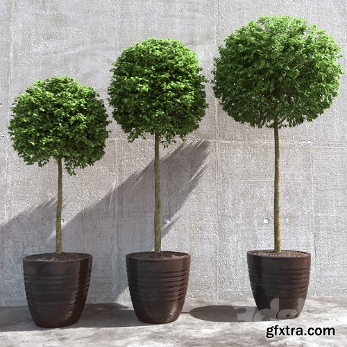 3dsky Pro - Three trees in pots