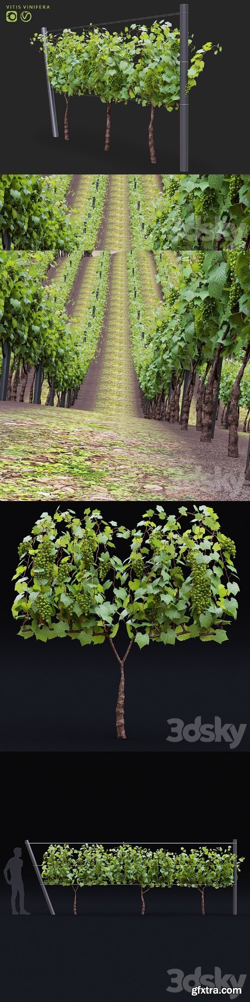 3dsky Pro - Grapes cultivated | Vitis vinifera