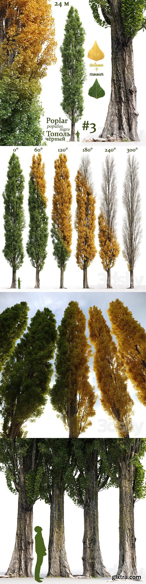 3dsky Pro - Poplar / Populus nigra #3