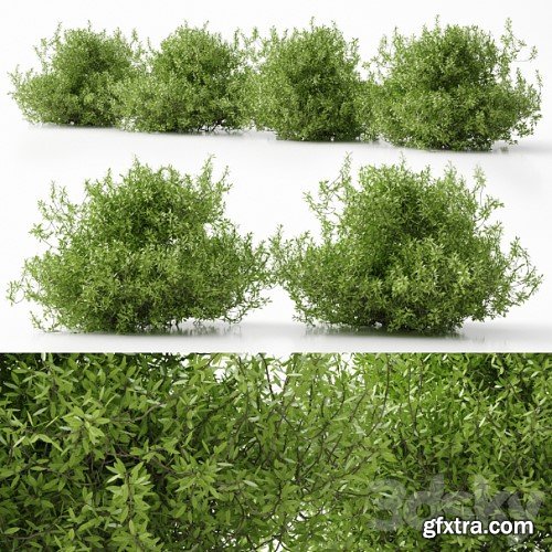 3dsky Pro - plant 11