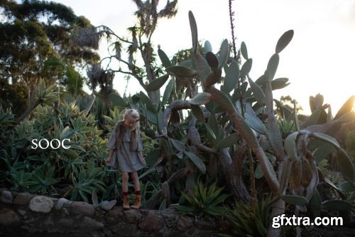 Twig & Olive - Floral Matte LR