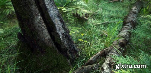 Quixel MegaScans - Nordic Forest Collections