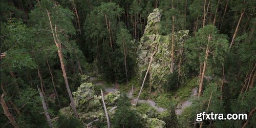 BlenderMarket - Dynamic Pine Biomes