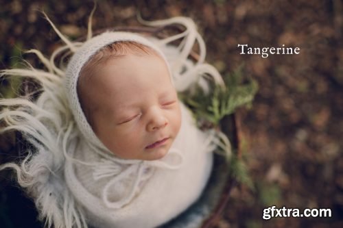 Twig &amp; Olive - Sweet Light