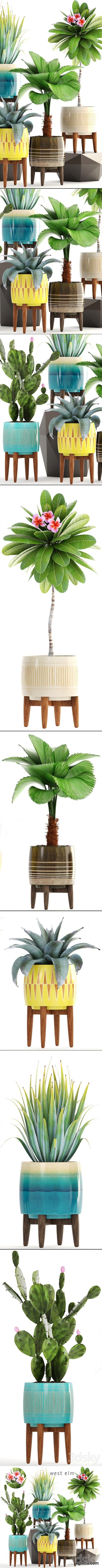 3dsky Pro - 3dsky Pro - Collection of plants 179. frangipani, flower, pot, cactus, prickly pear, agave, likuala, palm tree, bush, flowerpot 3dsky Pro - 3dsky Pro - Collection of plants 179. frangipani, flower, pot, cactus, prickly pear, agave, likuala, palm tree, bush, flowerpot