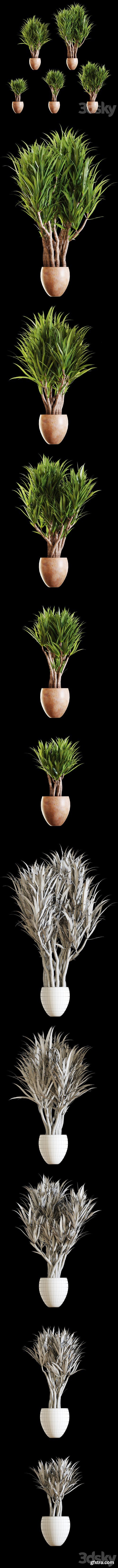 3dsky Pro - A set of Yucc flowers