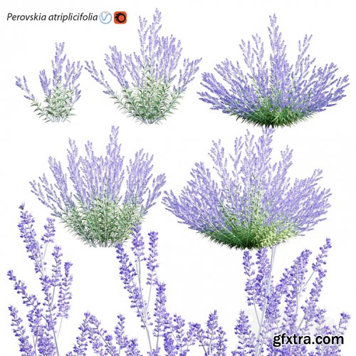 3dsky Pro - Perovskia atriplicifolia | Russian Sage
