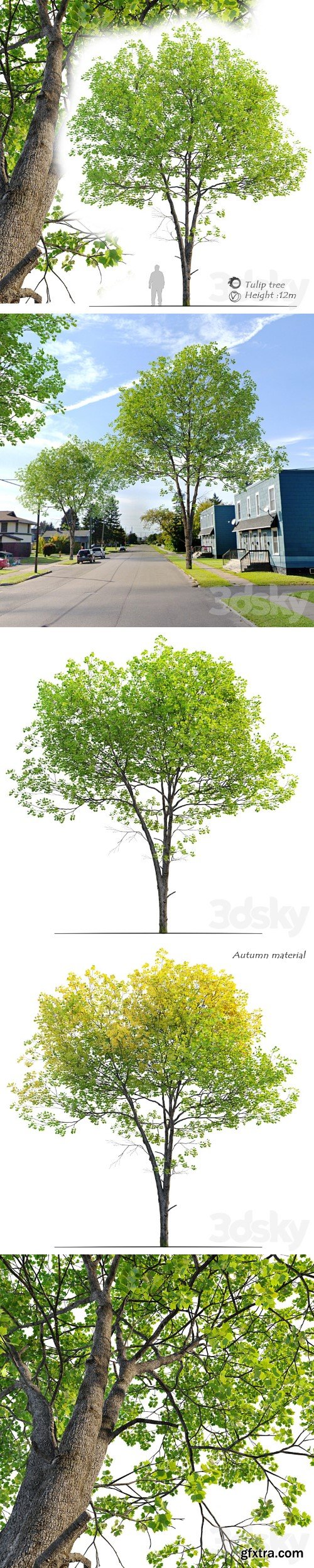 3dsky Pro - Tulip tree