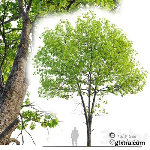 3dsky Pro - Tulip tree