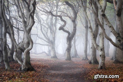 Mads Peter Iversen - Mastering Forest Photography