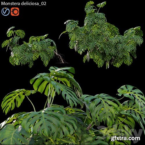 3dsky Pro - Monstera deliciosa 02