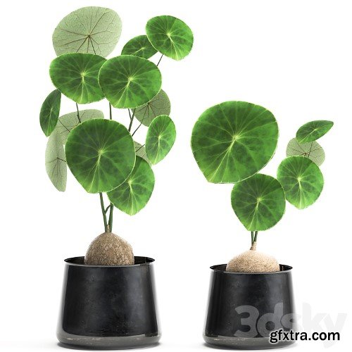 3dsky Pro - A small exotic flower in a metal pot with Stephania Erecta. Set 894.