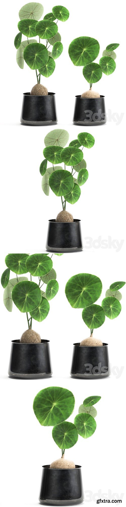 3dsky Pro - A small exotic flower in a metal pot with Stephania Erecta. Set 894.