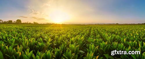 Wide Angel Agricultural Landscapes 39xJPG