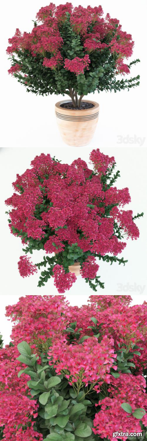 3dsky Pro - Lagerstroemia indica
