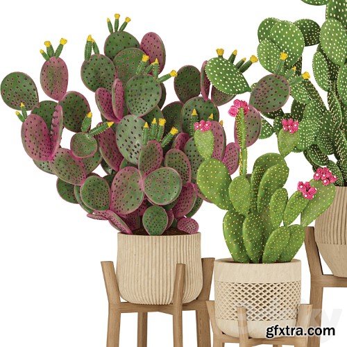 3dsky Pro - Prickly Cactus Set