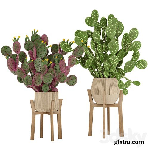 3dsky Pro - Prickly Cactus Set