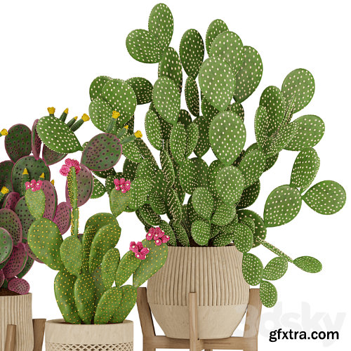 3dsky Pro - Prickly Cactus Set