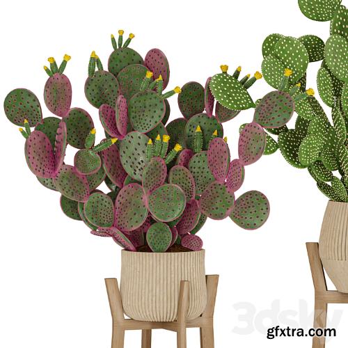 3dsky Pro - Prickly Cactus Set