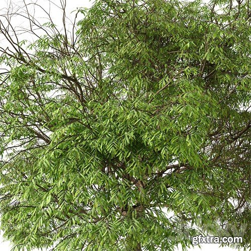3dsky Pro - Set of Brazilian Pepper Tree (Schinus terebinthifolia) (2 Trees)