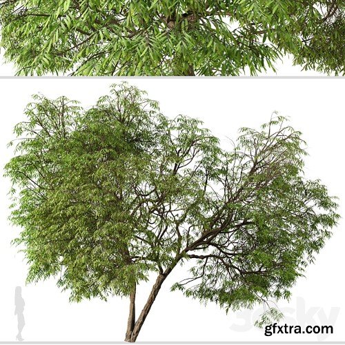 3dsky Pro - Set of Brazilian Pepper Tree (Schinus terebinthifolia) (2 Trees)