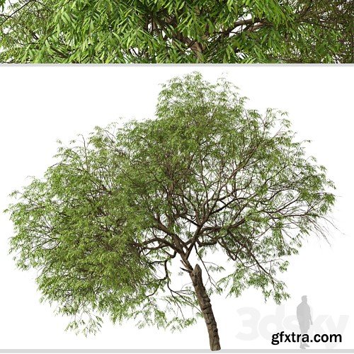 3dsky Pro - Set of Brazilian Pepper Tree (Schinus terebinthifolia) (2 Trees)
