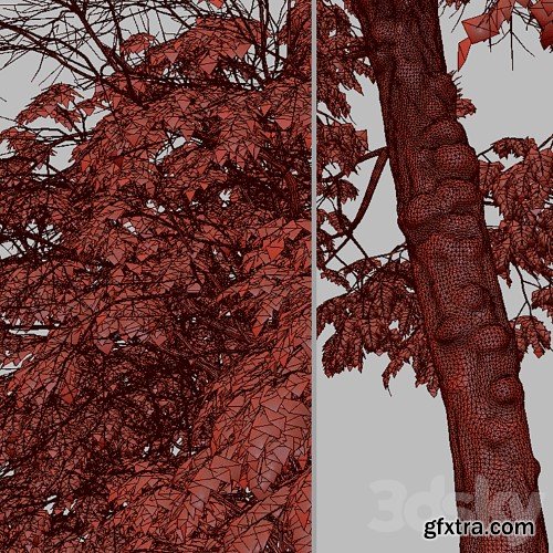 3dsky Pro - Set of Brazilian Pepper Tree (Schinus terebinthifolia) (2 Trees)