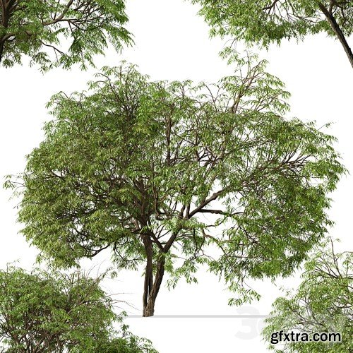 3dsky Pro - Set of Brazilian Pepper Tree (Schinus terebinthifolia) (2 Trees)