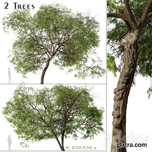 3dsky Pro - Set of Brazilian Pepper Tree (Schinus terebinthifolia) (2 Trees)