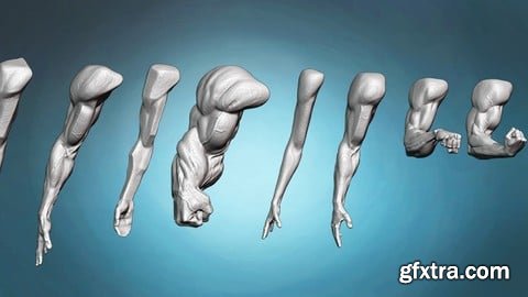 Udemy - Arm and hand anatomy exercises course