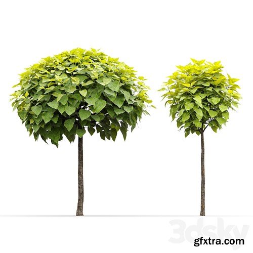 3dsky Pro - Catalpa #2