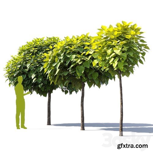 3dsky Pro - Catalpa #2