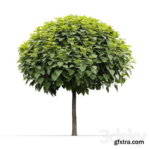 3dsky Pro - Catalpa #2