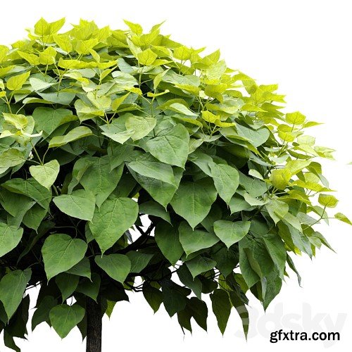 3dsky Pro - Catalpa #2