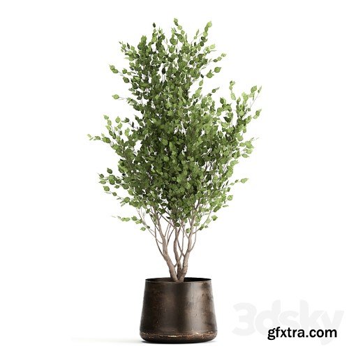 3dsky Pro - Collection of tree plants in outdoor metal rusty pots Banana palm, . Set 949.