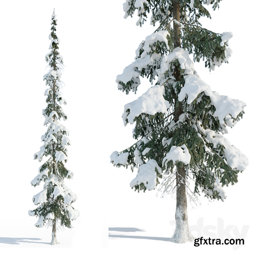 3dsky Pro - Winter taiga spruce_11m (Spruce).