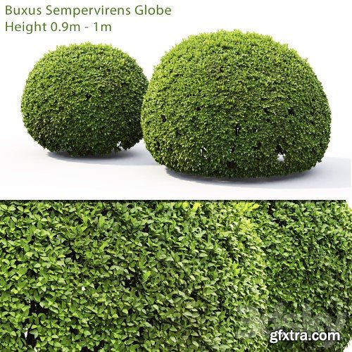 3dsky Pro - Buxus