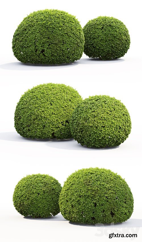 3dsky Pro - Buxus