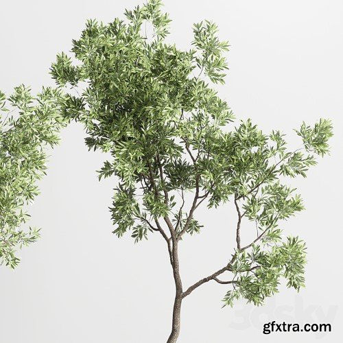 3dsky Pro - collection indoor outdoor plant 114 vase concrete wood old pot tree cactus