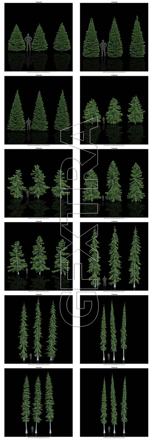 iCube R&amp;D Group - iTrees Vol.4 Fir Trees