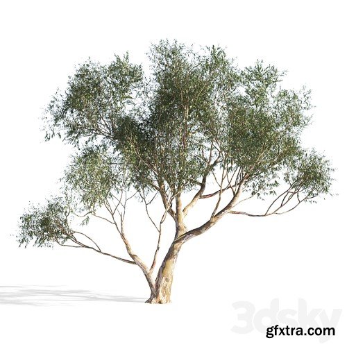 3dsky Pro - Eucalyptus 6