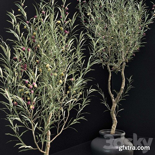 3dsky Pro - Olive Tree