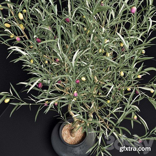 3dsky Pro - Olive Tree